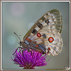 Apollon